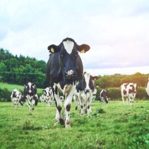 Agricultura e Pecuária