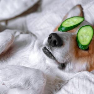 Animais de companhia