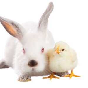 Produtos para animais pequenos