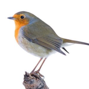 Produtos para pássaros