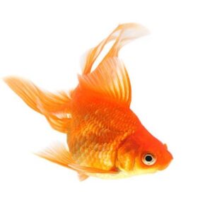 Produtos para peixes